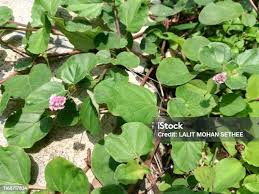 Image result for Boerhavia diffusa