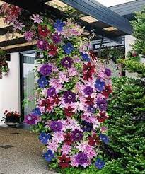 Shop with afterpay on eligible items. Perennials English Country Gardens Clematis Plants Climbing Clematis Flowers Perennials