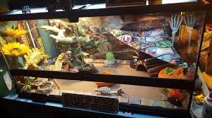 Get the enclosures set up and operate at right manner, make sure the minimum requirement such as basking spots, temperature gradient, lighting, decors, substrate and water bowl are provided. Bearded Dragon Halloween Tank Thought My Little Stan Lee Zard Would Enjoy Some Halloween Decor Tho He Kee Dragon Halloween Bearded Dragon Bearded Dragon Cage