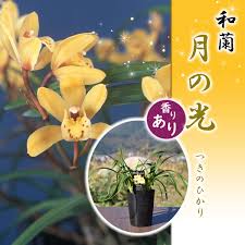向山蘭園ONLINE SHOP｜洋らん・和らん・苗・資材のギフト・直売