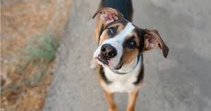 How did you help your dog gain weight? Why Won T My Dog Gain Weight If She Eats Normally Petcoach