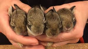 Check poison symptoms, diagnosis & treatments. How To Rescue Baby Bunnies And Keep Them Alive Youtube