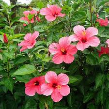 Image result for Hibiscus