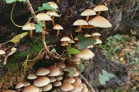 images?q=tbn:ANd9GcSngkOgcCdqE9IovsEOcT3TL-W3q1WEpK0GpA&s