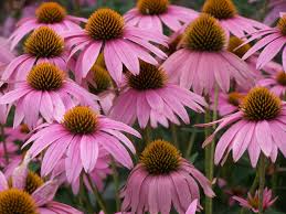 Six Perennials For Tough Conditions Grimm S Gardens Perennials Plants Drought Tolerant Landscape