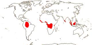 Image result for Anisophylleaceae