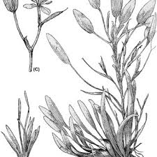 Image result for Heteranthera callifolia