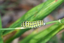 If You Plant It They Will Come Black Caterpillar Caterpillar Caterpillar Eating