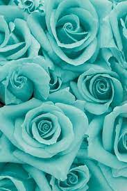 We did not find results for: Teal Roses Wallpaper Beautiful Flowers Blue Roses Beautiful Roses