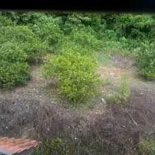 Kebun biasanya berada dibelakang rumah, akan tetapi di jaman modern sekarang ini banyak kebun dengan konsep akan tetapi postingan kali ini akan kami sajikan desain kebun belakang rumah. Photos At Kebun Limau Belakang Rumah Farm In Kajang