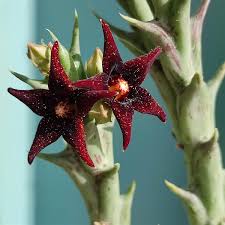 Image result for Orbea rogersii