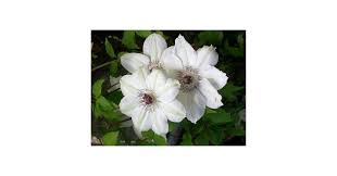 Image result for Clematis commutata