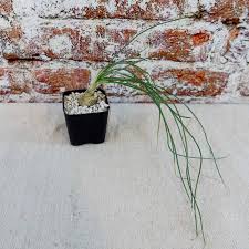 Image result for Albuca sp. no. 1