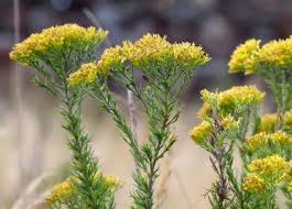 Image result for Phymaspermum
