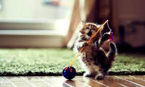 Wayfair.com has been visited by 1m+ users in the past month Funny Kitten Wallpaper Funny Cat Wallpaper Hd 1339x810 Wallpaper Teahub Io