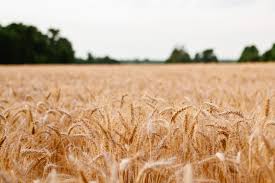 Wheatlands plantation host the smokey mountain historical scoiety spring meeting about 100 in attendance. Drought Takes Edge Off Near Record Russian Wheat Crop Usda Grain Central
