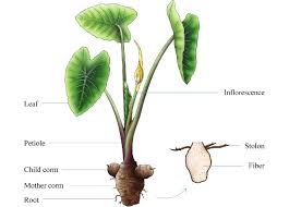 Image result for Colocasia