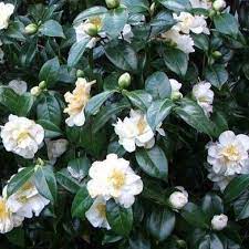 Maybe you would like to learn more about one of these? White Camellia White Camellia Flower Plantingtree