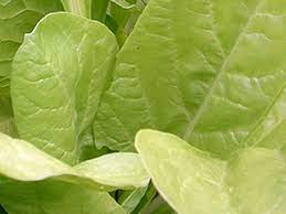 Aber wann ist die beste erntezeit für das vitalstoffreiche gewächs? Gemuseportrait Mangold Gelber Schnitt Garten Des Lebens