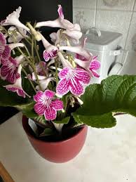 Image result for Streptocarpus leptopus