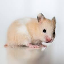Black And White Syrian Hamster For Sale Black Eyed Cream Banded Sh Syrian Hamster Flickr Photo Sharing Bear Hamster Hamsters As Pets Syrian Hamster