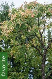 Image result for Haplocoelum