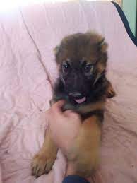 We offer german shepherd puppies for sale. German Shepherd Puppies For Sale Paducah Ky 267881