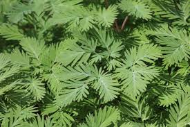 Image result for Fumariaceae