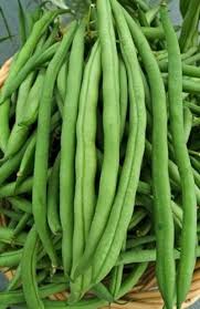 This heritage variety has been planted for generations. Kentucky Wonder Pole Beans Heirloom Phaseolus Vulgaris 10 Seeds Seeds For Africa