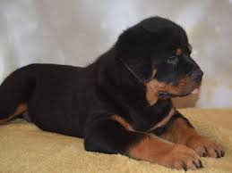 These lovable, energetic rottweiler puppies grow into intelligent and courageous working class dogs. Rottweiler Sale Hong Kong Rottweiler Pup Buy Puppy Rottweiler Breeders Rottweiler Dogs Breed Rottweiler Dogs For Adoption