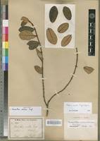 Image result for Oedina