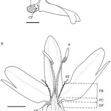 Image result for Brillantaisia madagascariensis