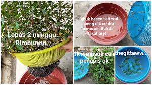 Jangan beli kesum yang dah layu dan lembik. Cara Tanam Kesum Paling Mudah Guna Keratan Batang Tak Perlu Tanah Baja 2 Minggu Dah Rimbun