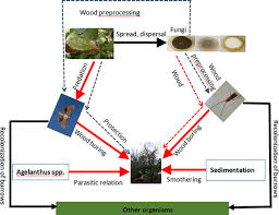 Image result for Agelanthus sp. aff. A. brunneus