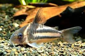 Black And White Striped Catfish Aquarium Bilde Fra Http Www Planetcatfish Com Images Mid R Siluriformes Callichthyidae Corydoras Bifasciatus 1 Jp Cool Fish Tropical Fish Tanks Fresh Water Fish Tank