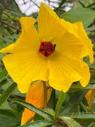 Image result for Hibiscus platycalyx