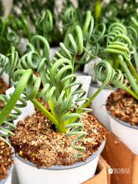 Image result for Albuca