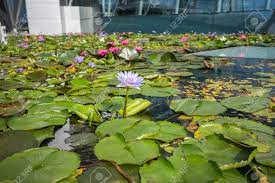 Where to buy lotus flower in singapore. Beautiful Lotus Flower In Pond At Marina Bay Front Singapore Stock Photo Picture And Royalty Free Image Image 86164012