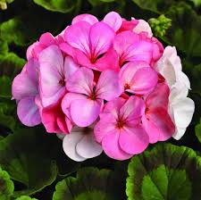Image result for Geranium