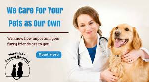 Now, remember, a veterinary emergency clinic is going to cost pet owners a lot of money. Urgent Care Pet Clinic Near Me Edukasi News