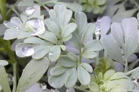 Image result for Ruta graveolens