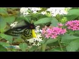 Gheorghe Zamfir Mattinata Youtube Relaxing Music Animal Coloring Pages The Power Of Music