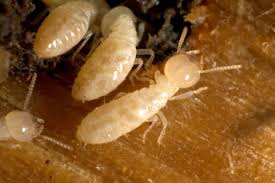 But surprisingly, home insurance does not cover termites. Termites And Structural Property Damage Howstuffworks