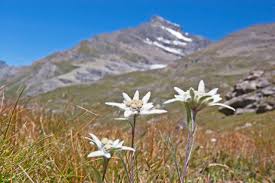 Edelweiss Leontopodium Alpinum Pflege Pflanzen Dungen Schnitt