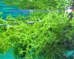 Rumput Laut Hijau Khasiat Rumput Laut Hitam Kegunaan Rumput Laut Hijau Rumput Lautan Hijau