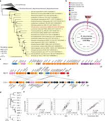 Silent gene clusters encode magnetic ...