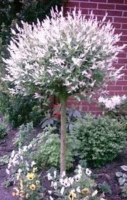 Pin Von Manja Ludwig Auf Garten Baum Vorgarten Baume Kaufen Pflanzen