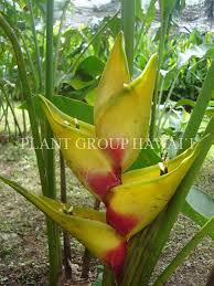 Heliconia Bird Of Paradise Plant Varieties Small Heliconia Varieties Plant Group Hawaii Plants Heliconia Ginger Plant