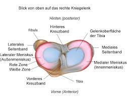 Meniskusriss Symptome Ursachen Behandlung Www Gelenk Doktor De