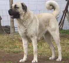 Sivas Kangali Anatolian Shepherd